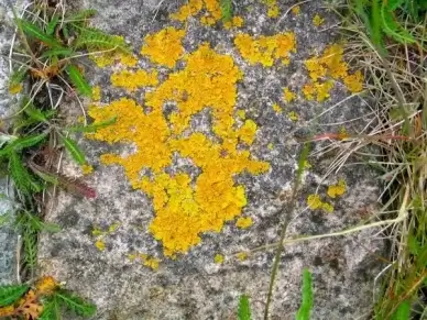 stone nature background