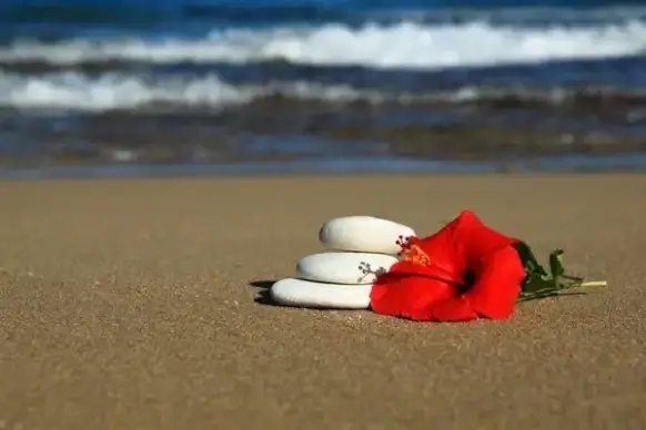 stones and flower in sand