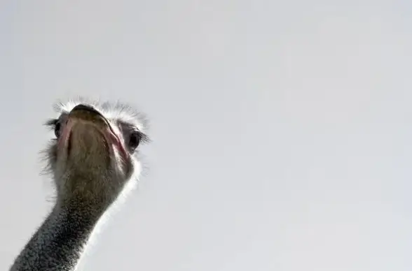 strauss bird flightless bird