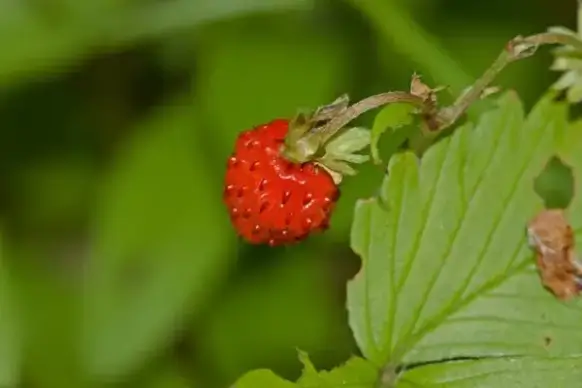 strawberry