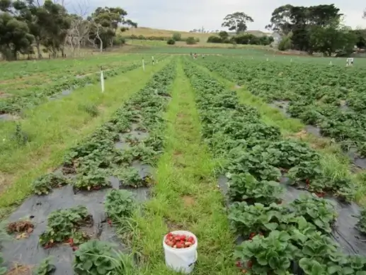 strawberry field
