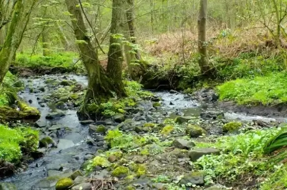 stream in the forest