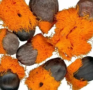 strelitzia scanners seeds