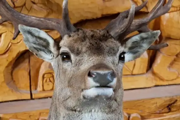 stuffed deer head