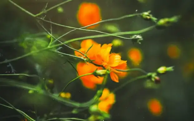 sulfur cosmos flowers picture contrast closeup elegance 