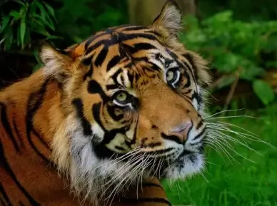 sumatran tiger