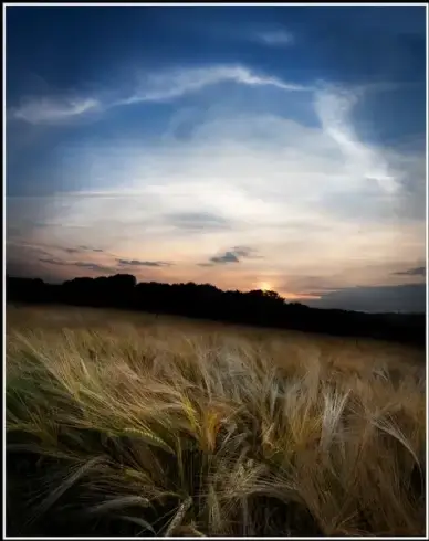summer crops