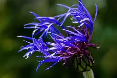 summer flower