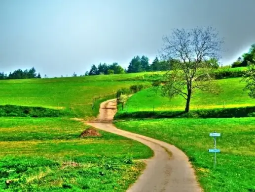 summer landscape