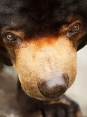 sun bear face