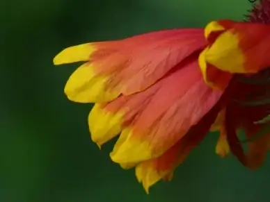 sun brews helenium composites