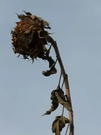 sun flower dry stranded tramples over