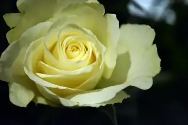sunday rose