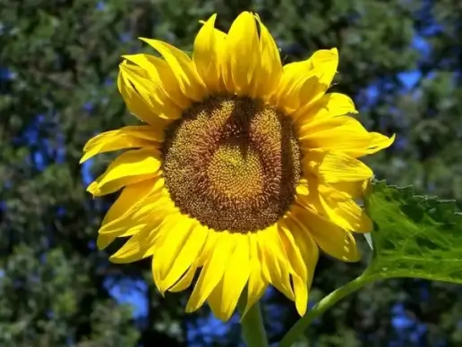 sunflower