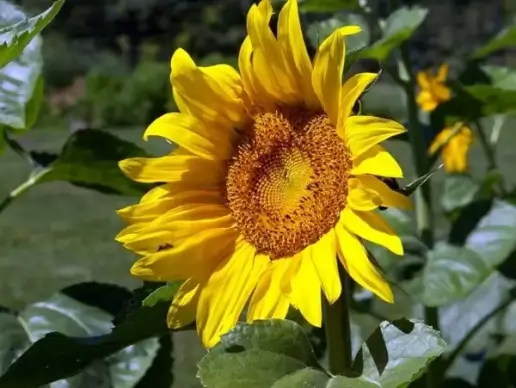 sunflower