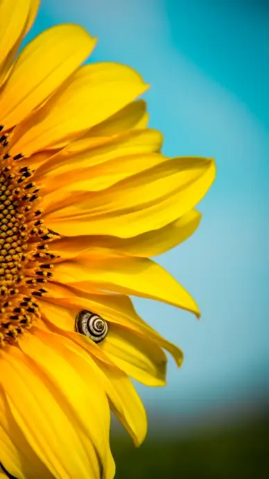 sunflower backdrop picture bright elegant closeup 