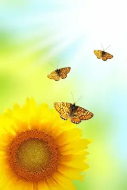 sunflower background 01 hd pictures