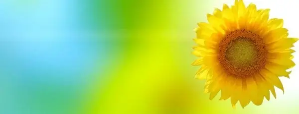 sunflower background hd picture