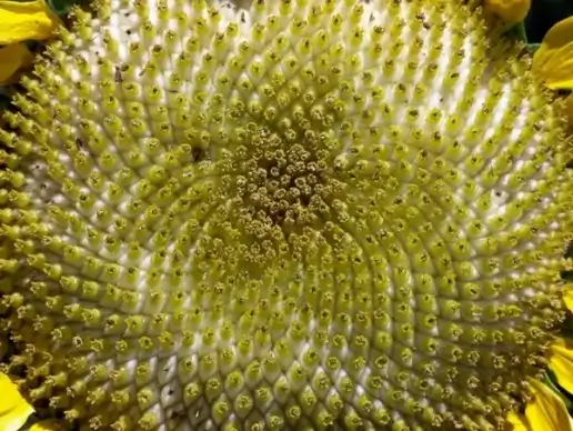 sunflower closeup