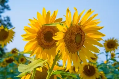 sunflower field scenery picture elegant bright