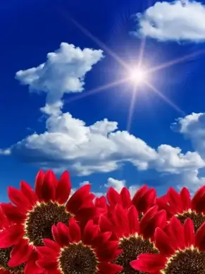 sunflower highdefinition picture