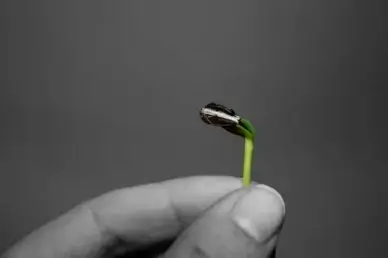 sunflower seed seedling