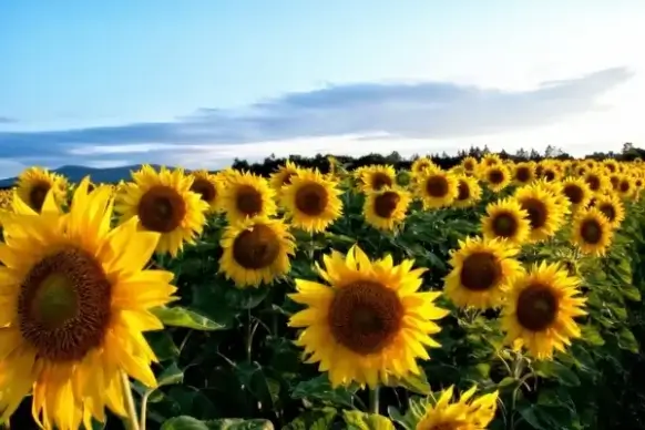 sunflower yellow flowers