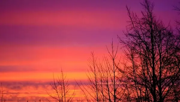 sunrise and trees