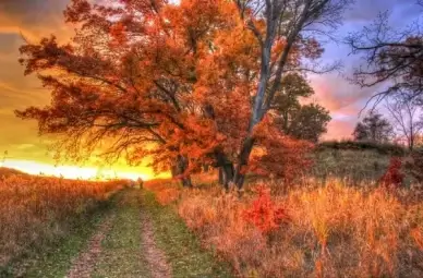 sunset over trees and path in southern wisconsin