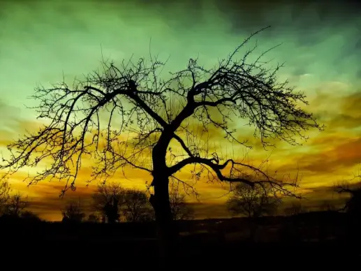 sunset scene picture leafless tree cloudy sky