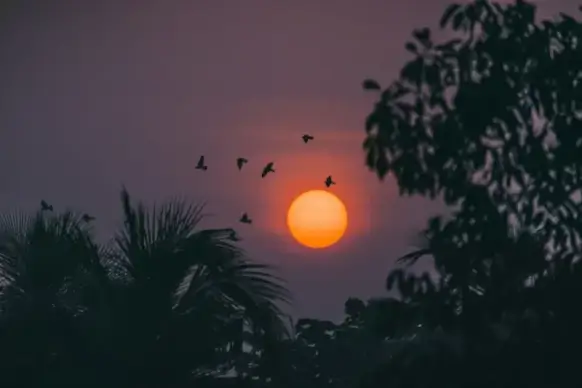 sunset scenery picture dark scene flying birds