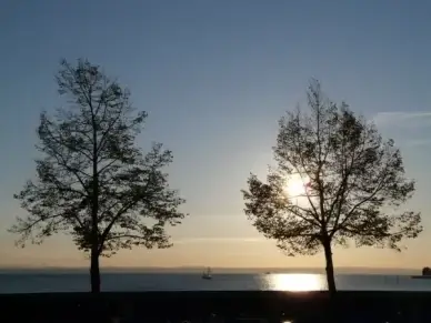 sunset trees water