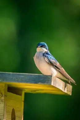 swallow bird picture elegant closeup