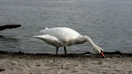 Swan