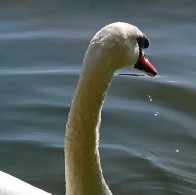 swan animal water bird