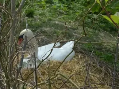 swan breed nest
