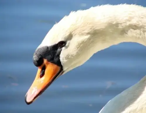 swan side view