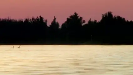 Swans