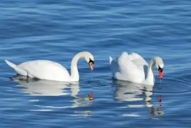 swans swan bird