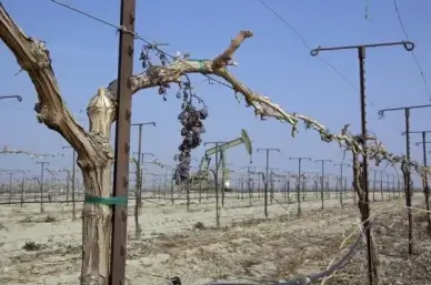table grape field and oil well