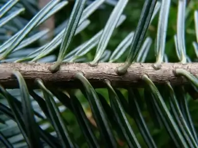 tannenzweig pine needles fir