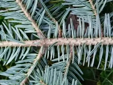 tannenzweig pine needles fir