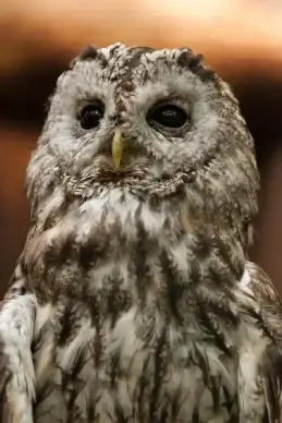 tawny owl
