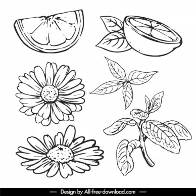 tea ingredients design elements black white handdrawn lineart sketch