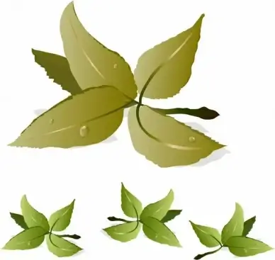 tea leaves