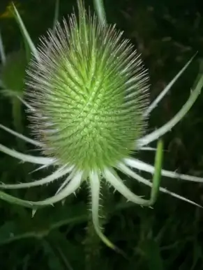 teasel teazel dipsacus