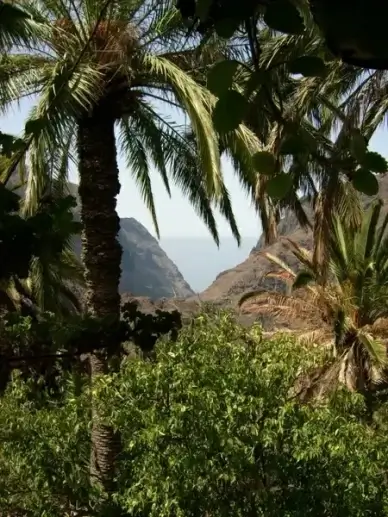 tenerife nature canary islands