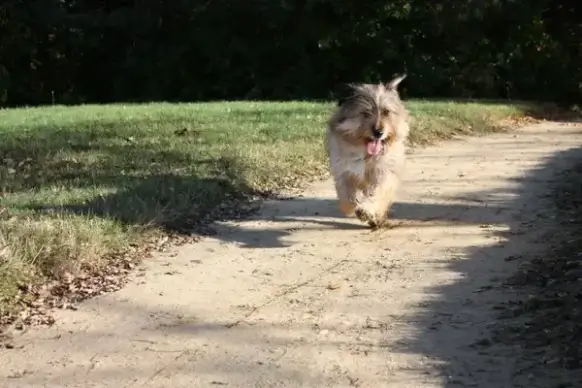 terrier dog animal