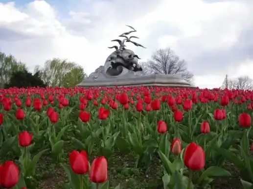 texas tulips sky