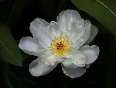 textured peony